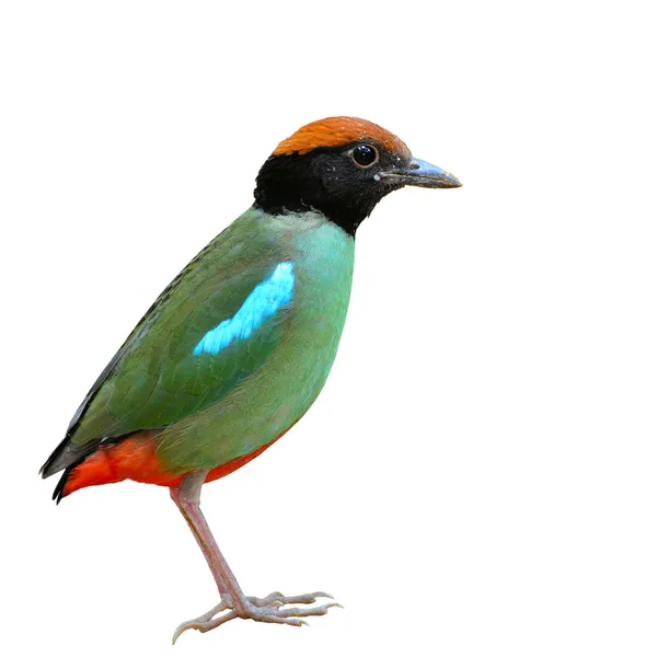 Hooded pitta bird — Stock Photo, Image