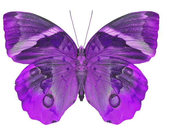 Purple butterfly — Stock Photo, Image