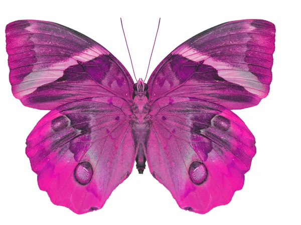 Borboleta rosa — Fotografia de Stock