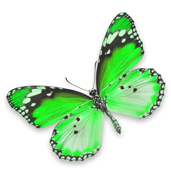 Mariposa verde —  Fotos de Stock