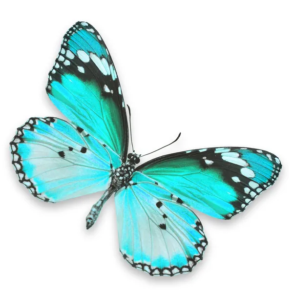 Blue butterfly — Stock Photo, Image