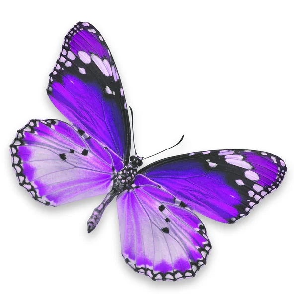 Purple butterfly — Stock Photo, Image