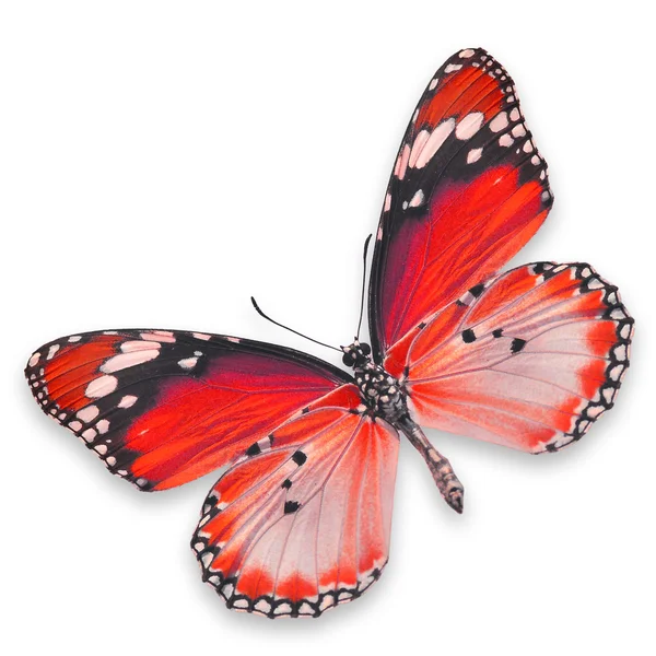 Mariposa roja — Foto de Stock