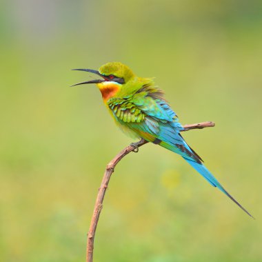 Blue-tailed Bee-eater bird clipart