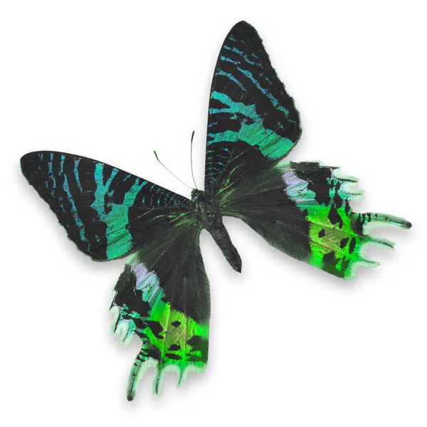 Schöner bunter Schmetterling — Stockfoto