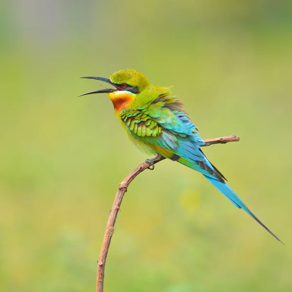 蓝尾食蜂鸟鸟 — 图库照片
