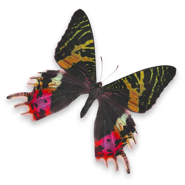 Krásný barevný motýl — Stock fotografie