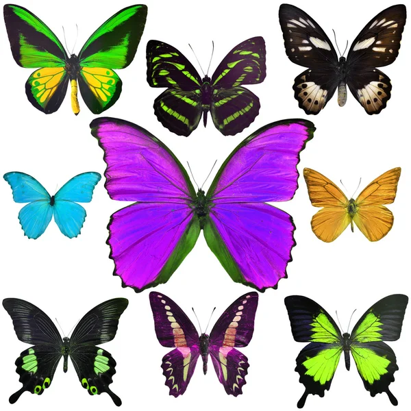 Colección Mariposas —  Fotos de Stock