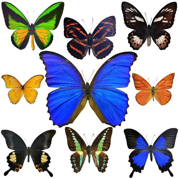 Sbírka motýlů — Stock fotografie
