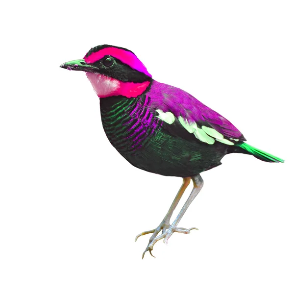 Kolorowy ptak — Zdjęcie stockowe