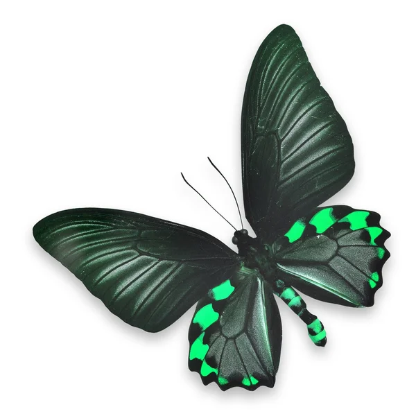 Prachtige zwarte en groene vlinder — Stockfoto