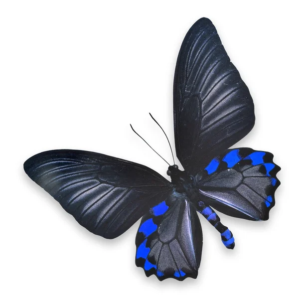 Beautiful black and blue butterfly — Stock Photo, Image