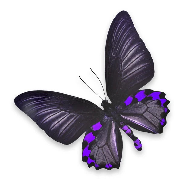 Beautiful black and purple butterfly — Stock Photo, Image