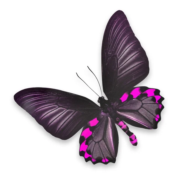 Prachtige zwarte en roze vlinder — Stockfoto