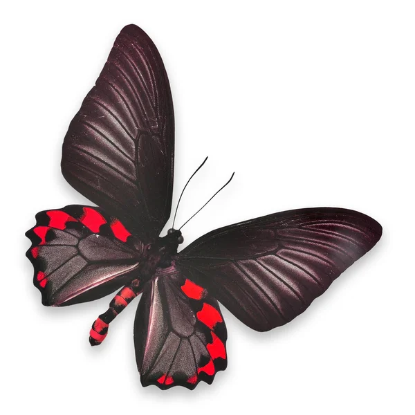 Beautiful black and red butterfly — Stock Photo, Image