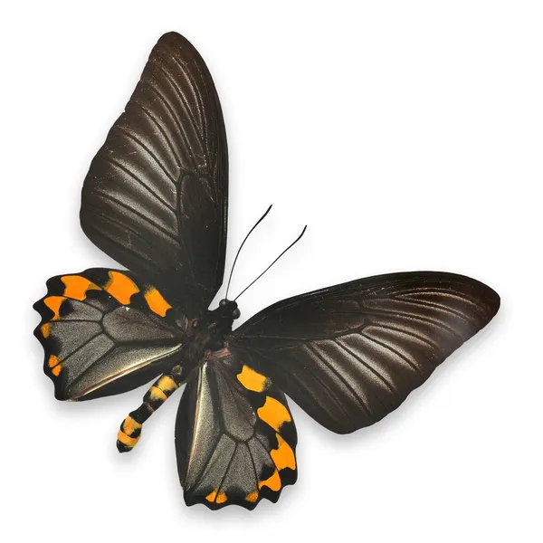 Vacker svart och gul fjäril — Stockfoto