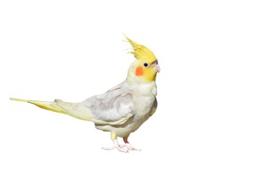 Petsupplies