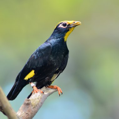 Hill myna kuş