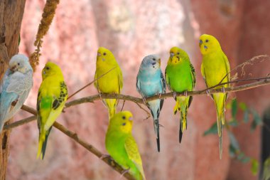 Budgerigars Avustralya parakeets