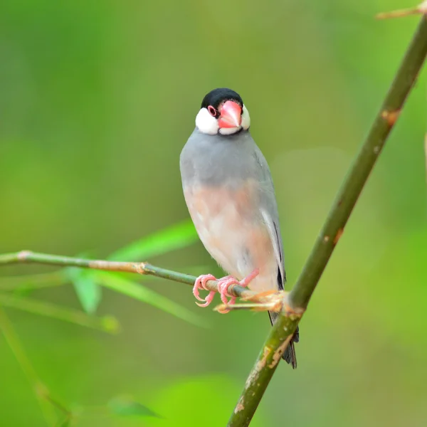 Lomo rojo Stock Photos, Royalty Free Lomo rojo Images | Depositphotos