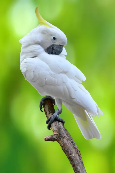 Sülfür armalı papağan. — Stok fotoğraf