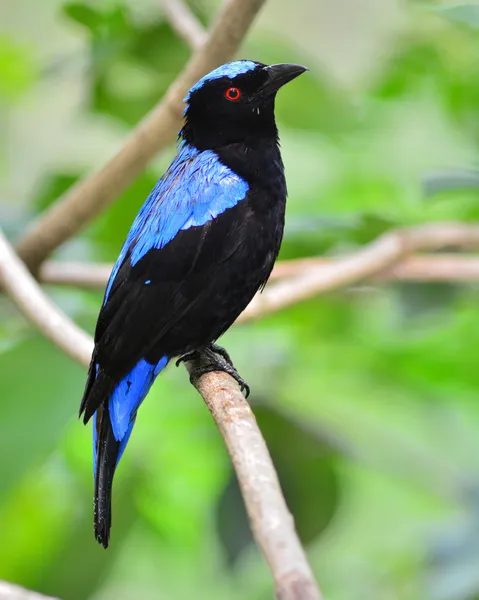 Asiático Fada Bluebird — Fotografia de Stock