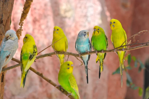 Budgerigars australian parakeets — Stock Photo, Image