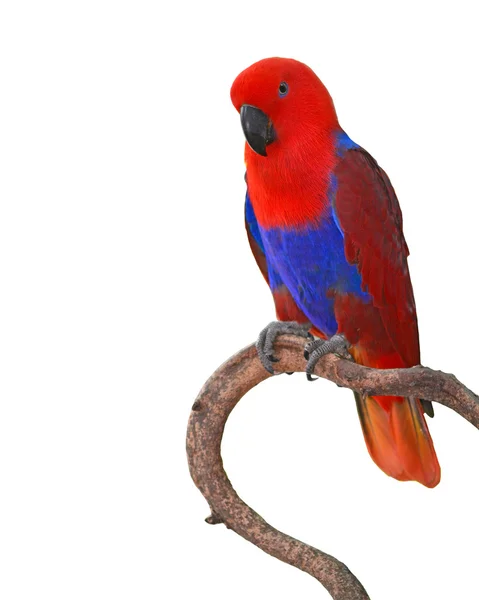 Kaunis punainen papukaija — kuvapankkivalokuva