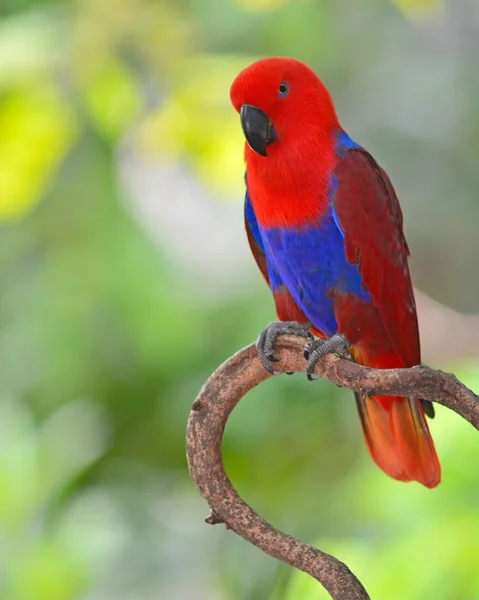 Papagaio vermelho bonito — Fotografia de Stock