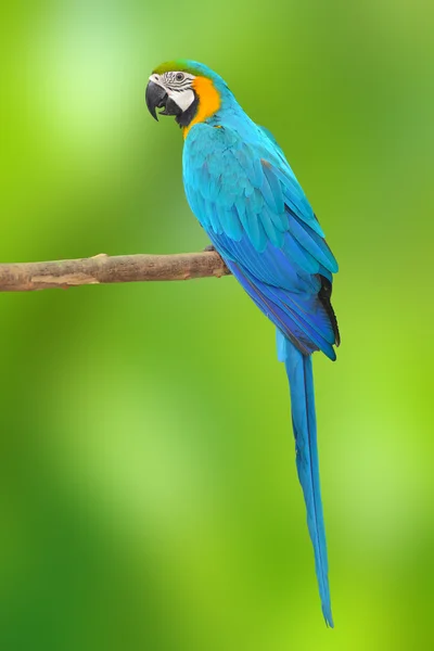 Синій і Золотий ара вольєр — стокове фото