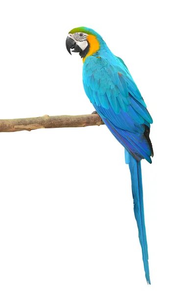 蓝色和金色的金刚鹦鹉鸟舍 — 图库照片
