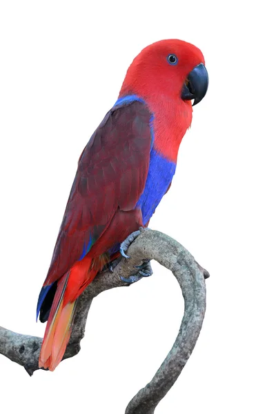 Papagaio vermelho bonito — Fotografia de Stock