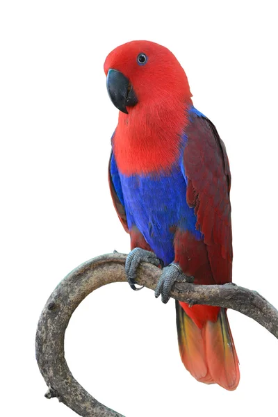 Vacker röd papegoja — Stockfoto