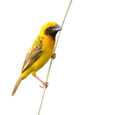 Asian Golden Weaver bird clipart
