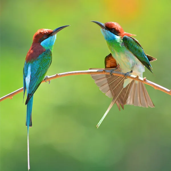 青いパープルノド蜂を食べる鳥 — ストック写真