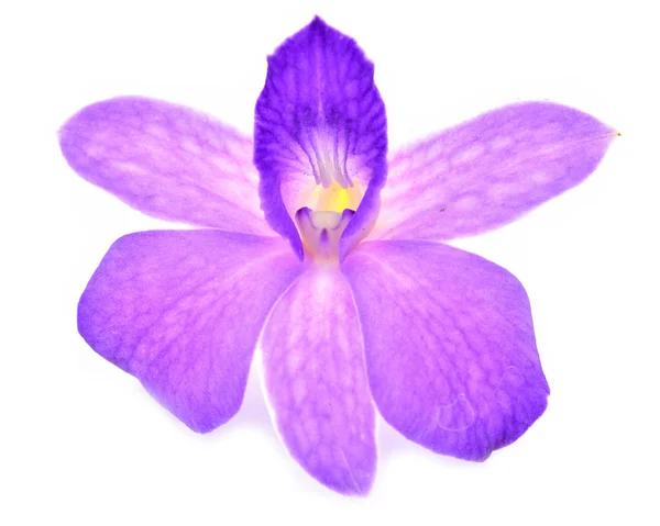 Orchidée fleur — Photo