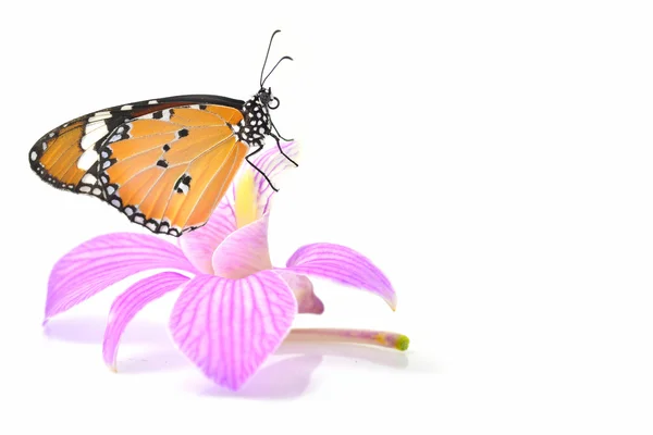 Yellow butterfly on orchid flower — Stock Photo, Image