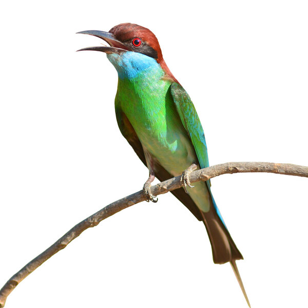 Blue throated Bee eater bird