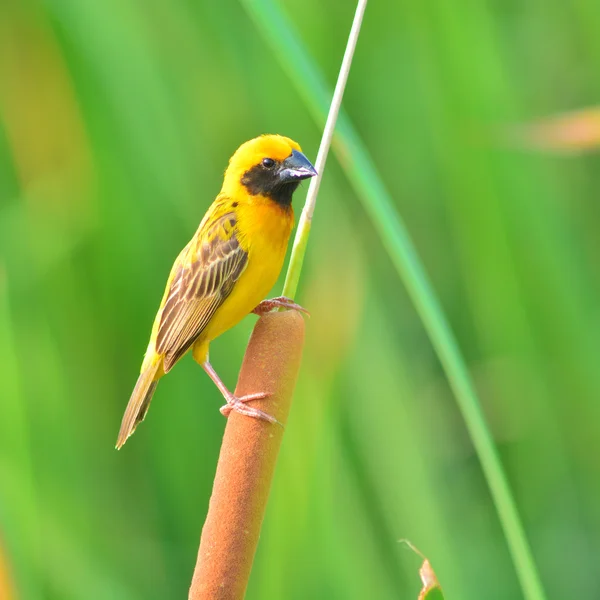 Азиатская птица Золотого ткача — стоковое фото