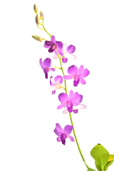 Orchidej květina — Stock fotografie