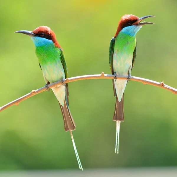 Blauwe throated bee eter vogel — Stockfoto