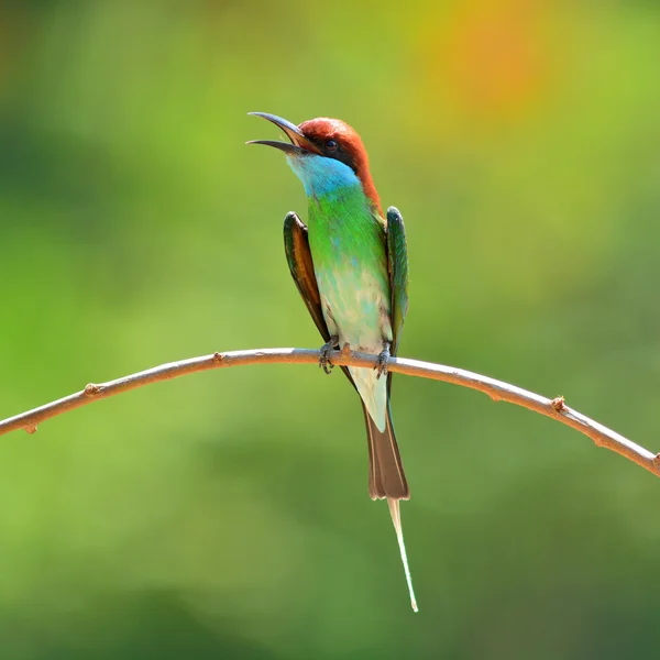 Abeja de garganta azul devorador de aves — Foto de Stock