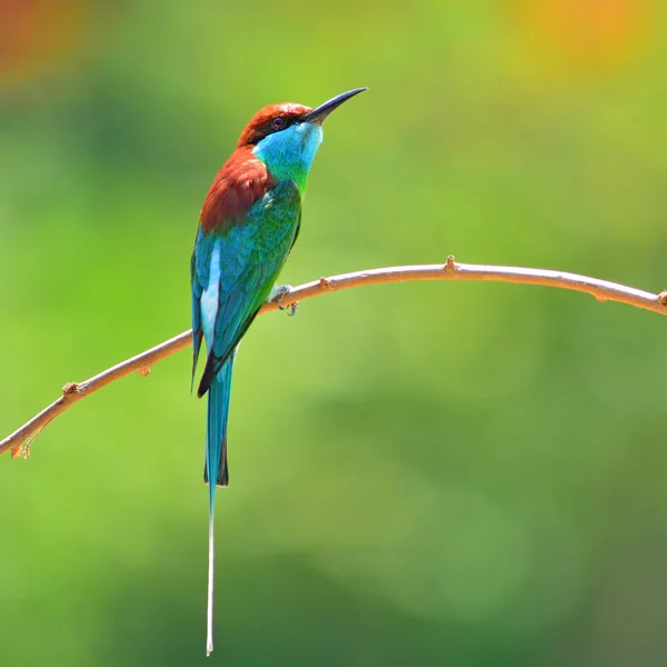 Modré throated včelí jedlík pták — Stock fotografie