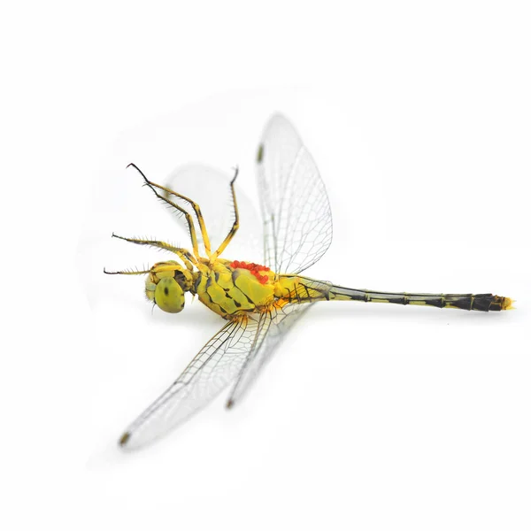 Yellow dragonfly — Stock Photo, Image