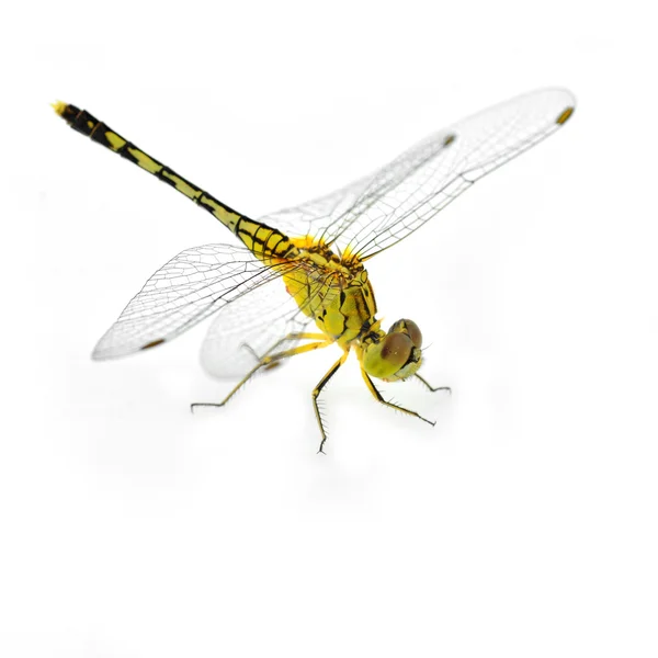 黄色蜻蜓 — 图库照片