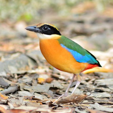 Mavi kanatlı pide kuş