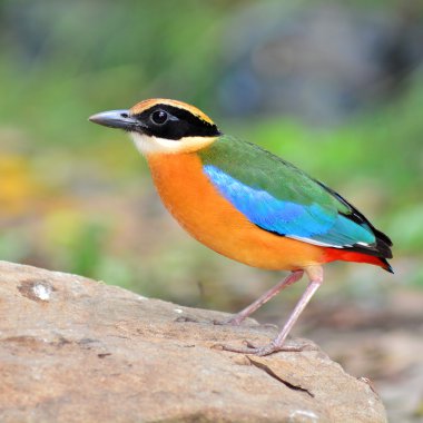 Mavi kanatlı pide kuş