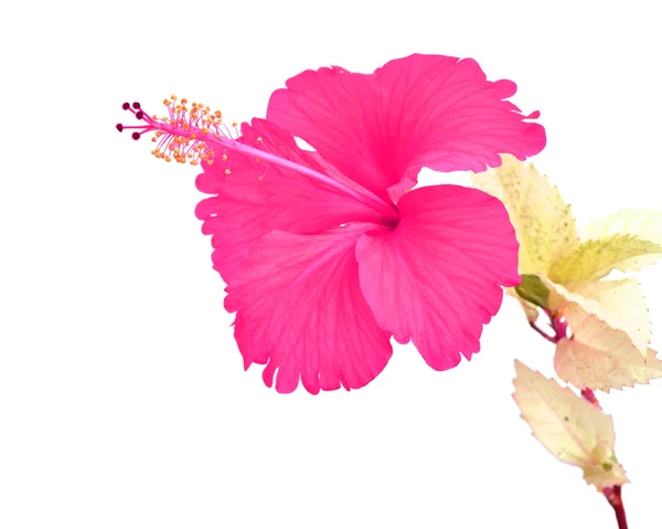 Vacker rosa hibiscus blomma — Stockfoto