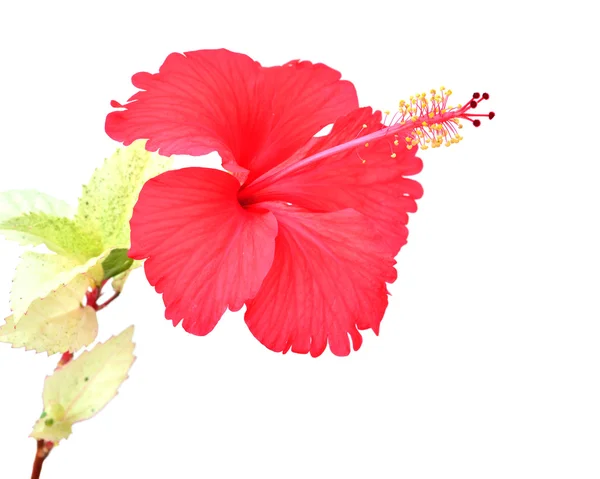 Vacker röd hibiskusblomma — Stockfoto