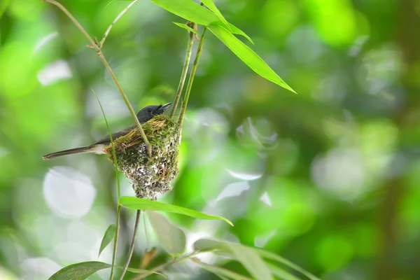 Zwart-naped blauwe vliegenvanger vogel — Stockfoto